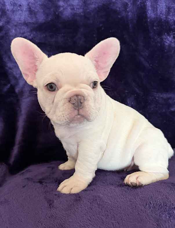 Snowball